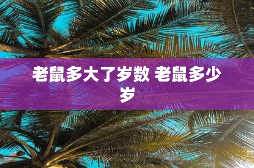 老鼠多大了岁数 老鼠多少岁