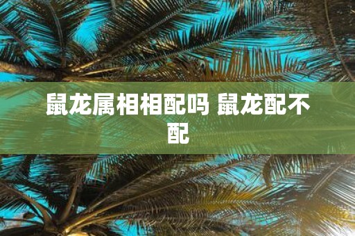 鼠龙属相相配吗 鼠龙配不配