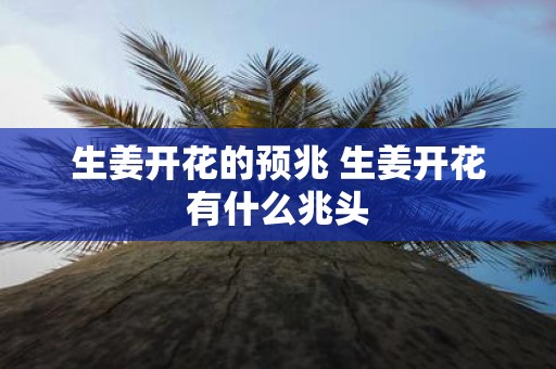 生姜开花的预兆 生姜开花有什么兆头