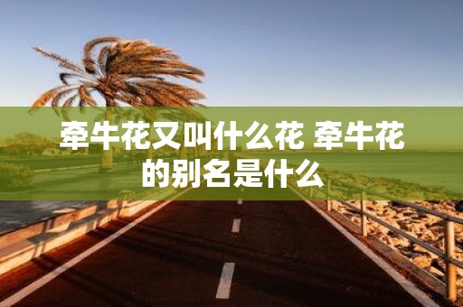 牵牛花又叫什么花 牵牛花的别名是什么