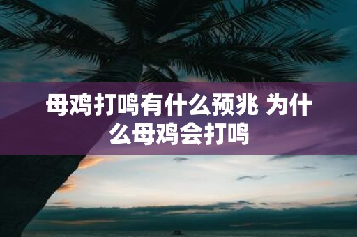 母鸡打鸣有什么预兆 为什么母鸡会打鸣