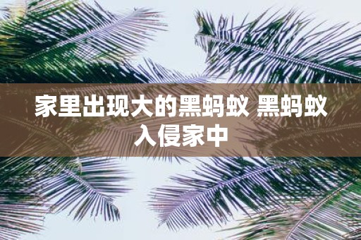 家里出现大的黑蚂蚁 黑蚂蚁入侵家中