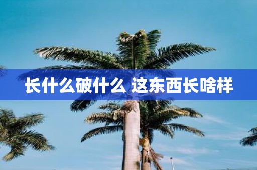 长什么破什么 这东西长啥样