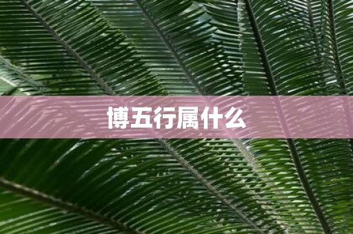 博五行属什么