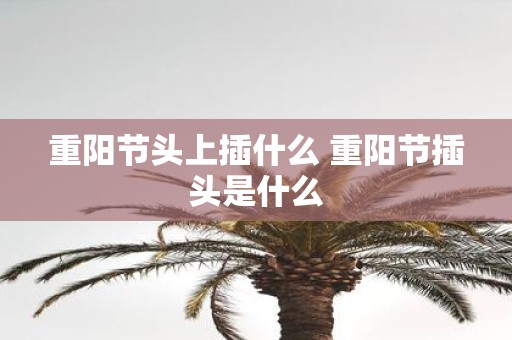重阳节头上插什么 重阳节插头是什么
