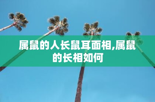 属鼠的人长鼠耳面相,属鼠的长相如何