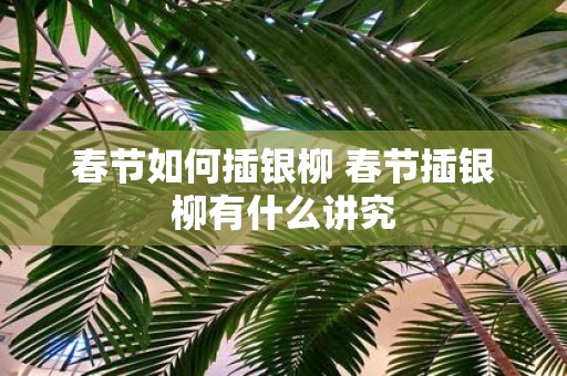 春节如何插银柳 春节插银柳有什么讲究