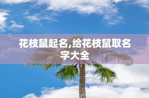 花枝鼠起名,给花枝鼠取名字大全