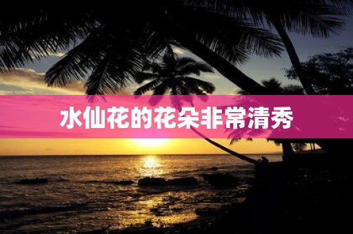 水仙花的花朵非常清秀