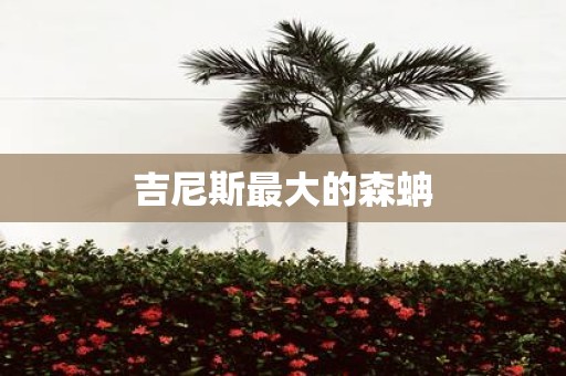 吉尼斯最大的森蚺