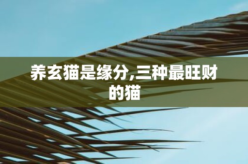养玄猫是缘分,三种最旺财的猫
