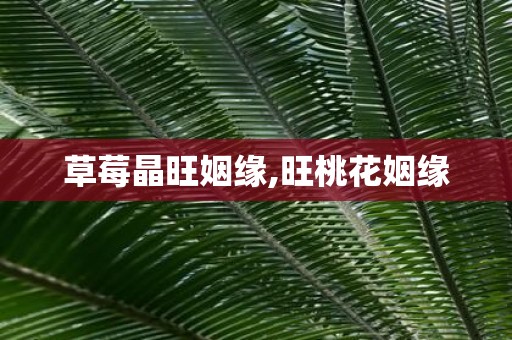 草莓晶旺姻缘,旺桃花姻缘