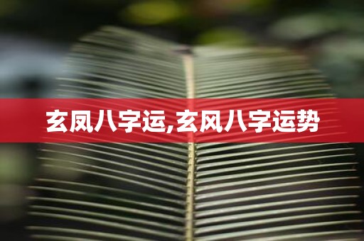 玄凤八字运,玄风八字运势