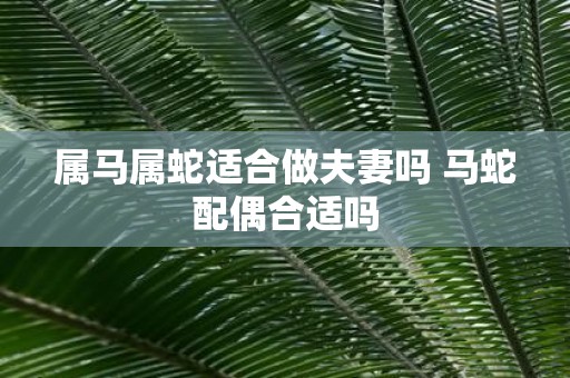 属马属蛇适合做夫妻吗 马蛇配偶合适吗