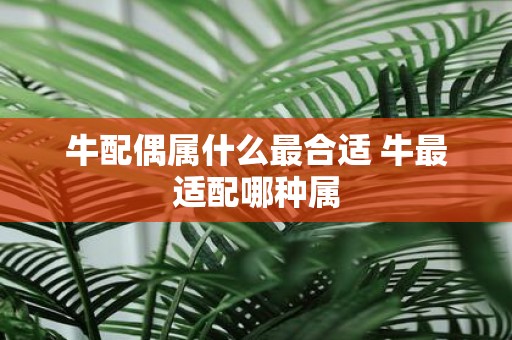 牛配偶属什么最合适 牛最适配哪种属