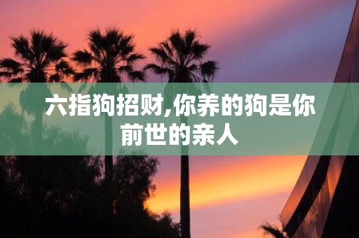六指狗招财,你养的狗是你前世的亲人