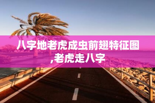 八字地老虎成虫前翅特征图,老虎走八字