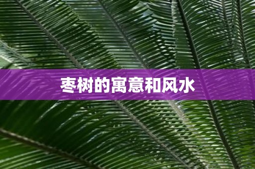 枣树的寓意和风水