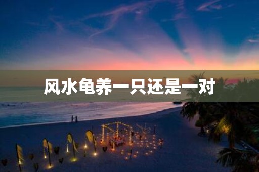 风水龟养一只还是一对