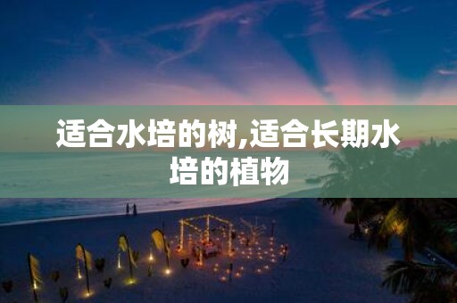 适合水培的树,适合长期水培的植物