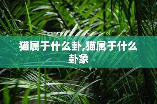 猫属于什么卦,猫属于什么卦象