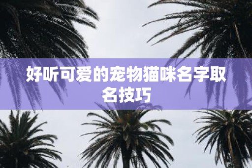 好听可爱的宠物猫咪名字取名技巧