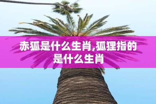 赤狐是什么生肖,狐狸指的是什么生肖