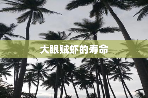 大眼贼虾的寿命