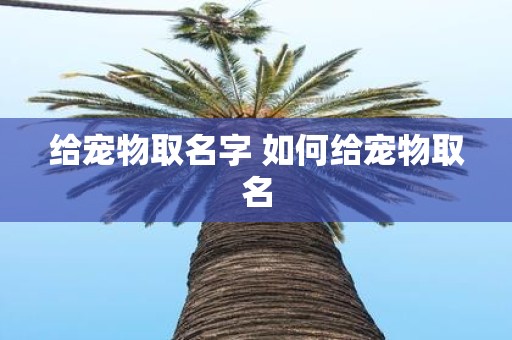 给宠物取名字 如何给宠物取名