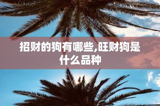 招财的狗有哪些,旺财狗是什么品种