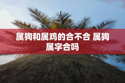 属狗和属鸡的合不合 属狗属字合吗