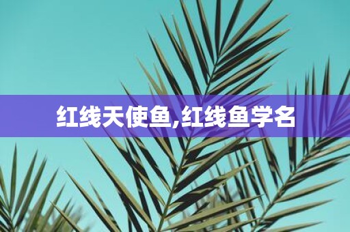 红线天使鱼,红线鱼学名
