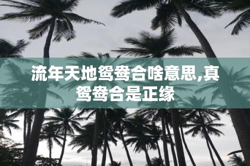流年天地鸳鸯合啥意思,真鸳鸯合是正缘