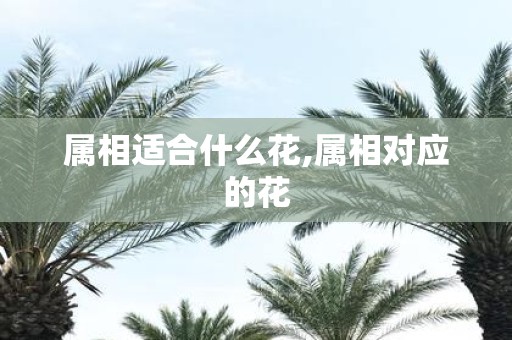 属相适合什么花,属相对应的花
