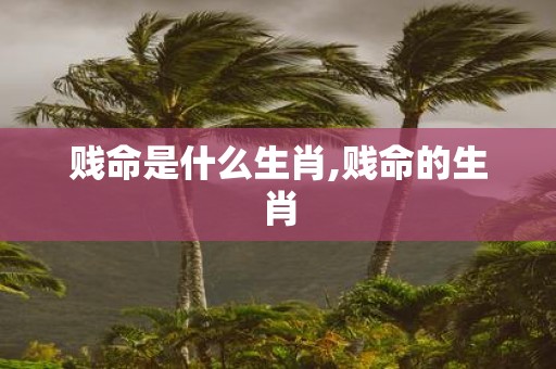 贱命是什么生肖,贱命的生肖