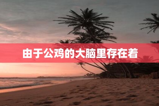 由于公鸡的大脑里存在着