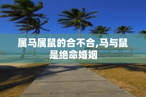 属马属鼠的合不合,马与鼠是绝命婚姻