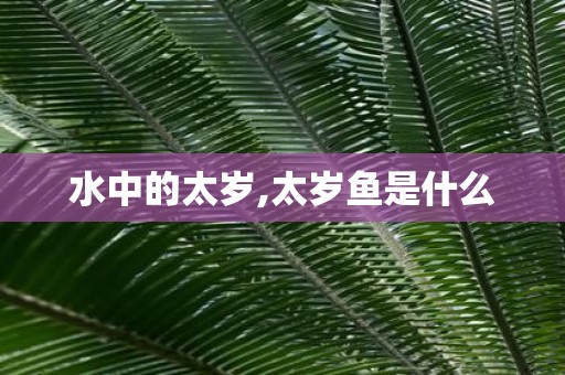 水中的太岁,太岁鱼是什么