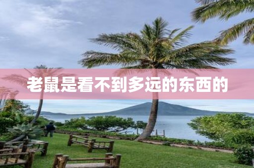老鼠是看不到多远的东西的