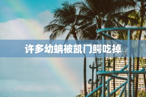 许多幼蚺被凯门鳄吃掉