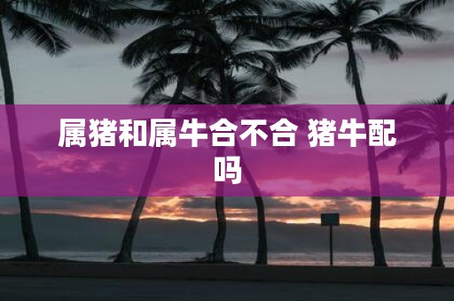 属猪和属牛合不合 猪牛配吗