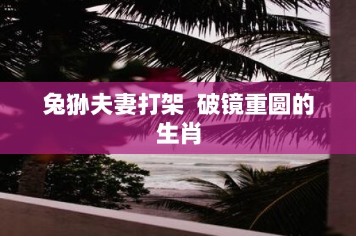 兔狲夫妻打架 破镜重圆的生肖