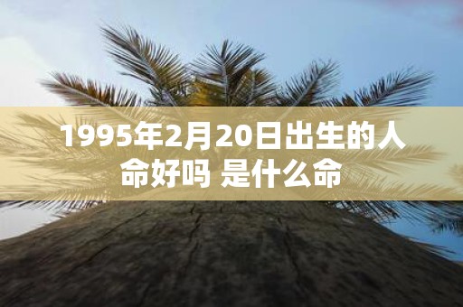 1995年2月20日出生的人命好吗 是什么命