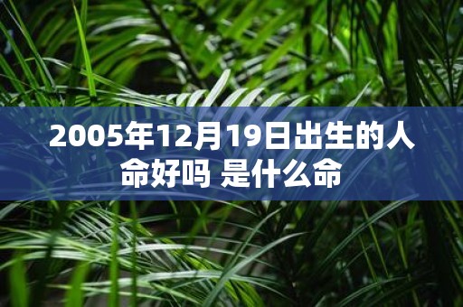 2005年12月19日出生的人命好吗 是什么命