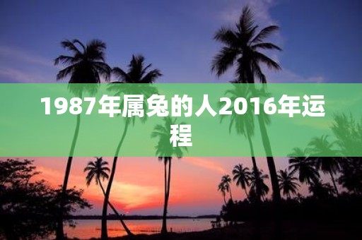 1987年属兔的人2016年运程