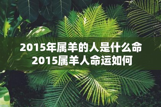 2015年属羊的人是什么命 2015属羊人命运如何