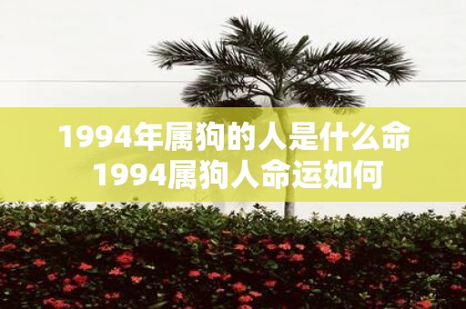1994年属狗的人是什么命 1994属狗人命运如何