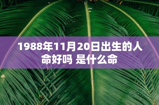 1988年11月20日出生的人命好吗 是什么命