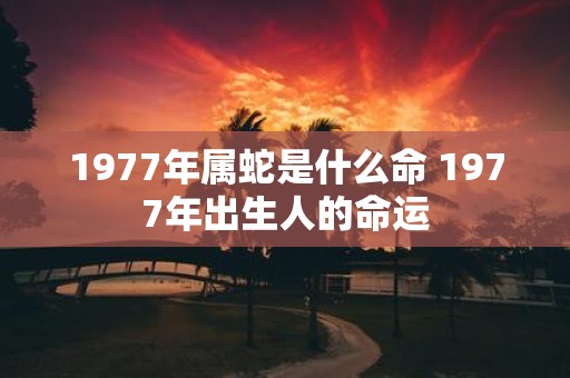 1977年属蛇是什么命 1977年出生人的命运