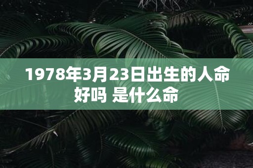 1978年3月23日出生的人命好吗 是什么命